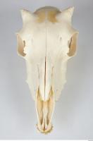 Skull Sheep - Ovis aries 0011